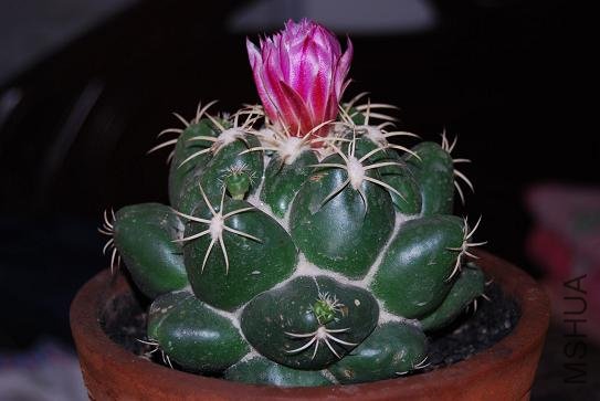 DSC_1166.JPG