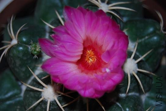 DSC_1169.JPG