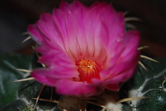 DSC_1171.JPG