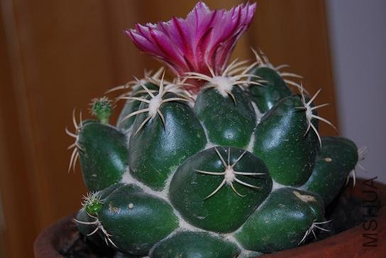 DSC_1176.JPG