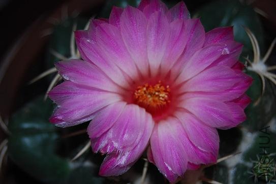 DSC_1175.JPG