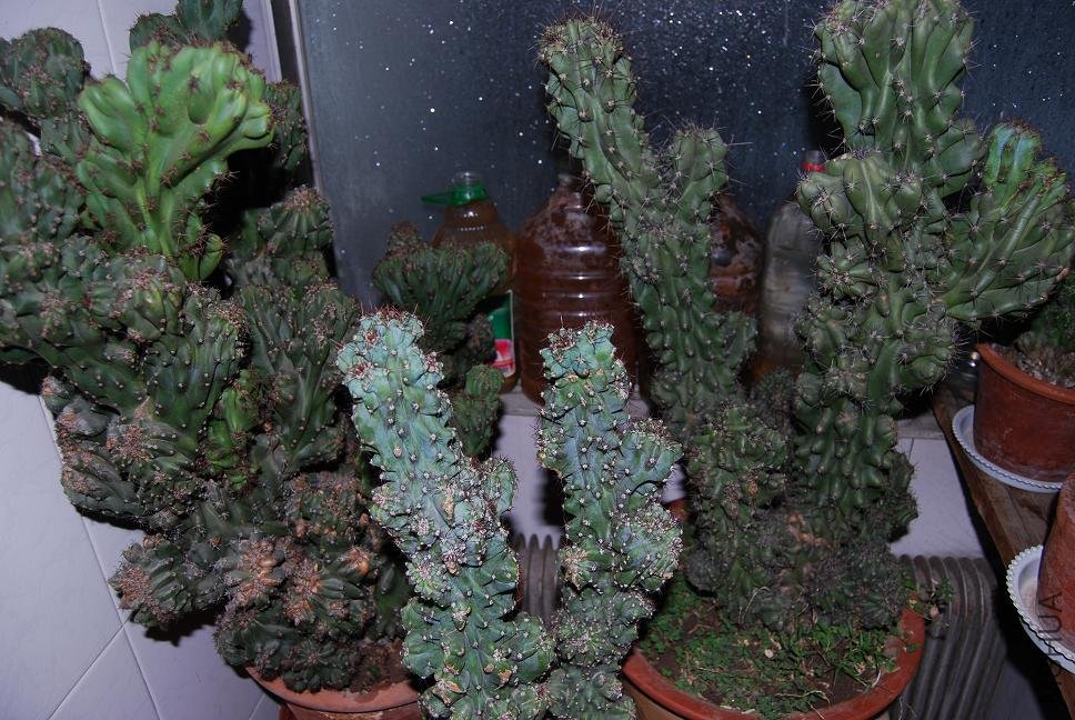 DSC_0878.JPG