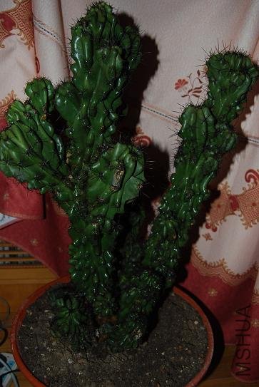 DSC_1217.JPG