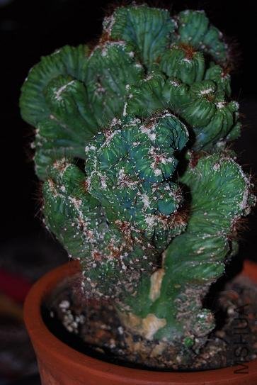 DSC_1165.JPG