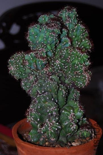 DSC_1164.JPG