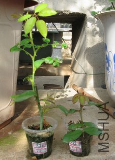 IMG_1440.JPG