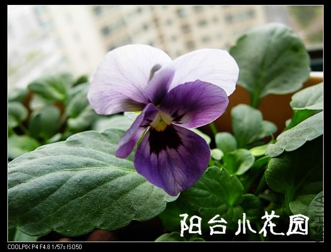 DSCN8167.JPG