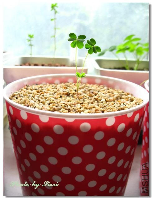 nEO_IMG_101017 020.jpg