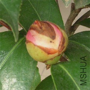 ��֪���Ļ���