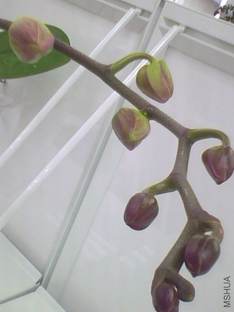 ˮ��ĺ�����