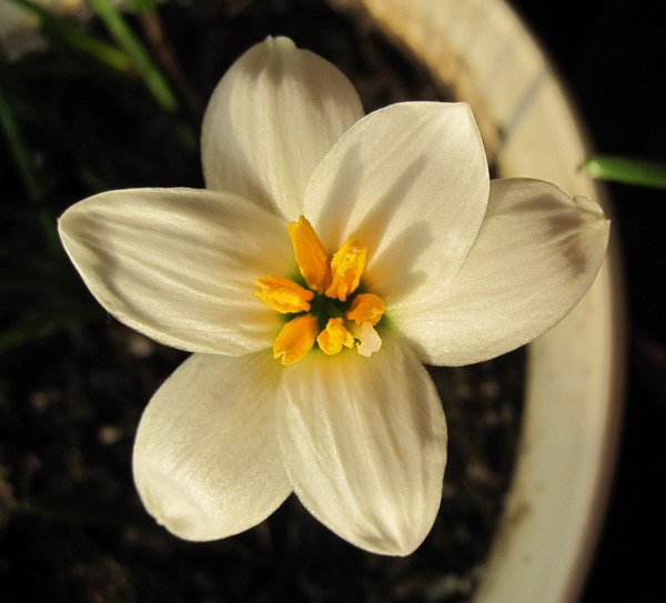Zephyranthes candida �������.jpg