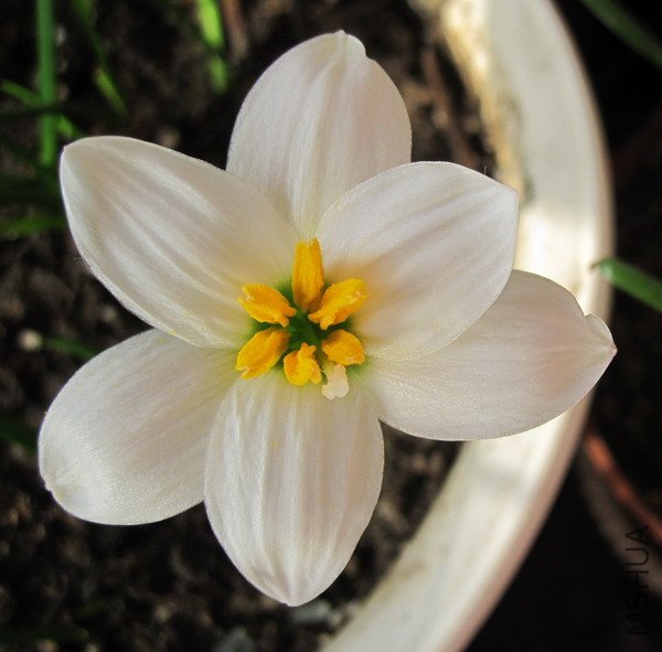 Zephyranthes candida ������� 1.jpg