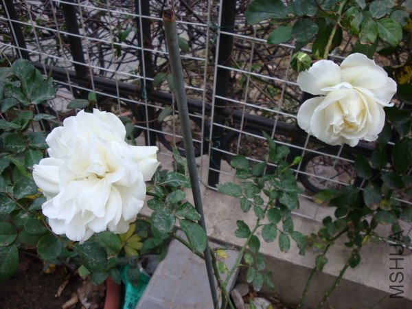 DSC00910.jpg
