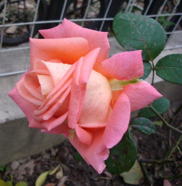 DSC00912.jpg