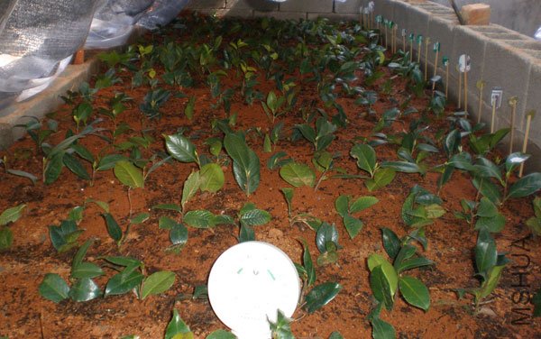 �����µ���