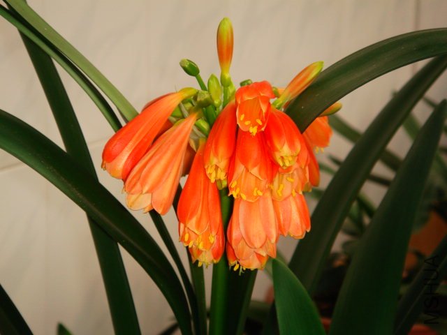 DSC03122.JPG