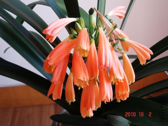 DSC03723.JPG
