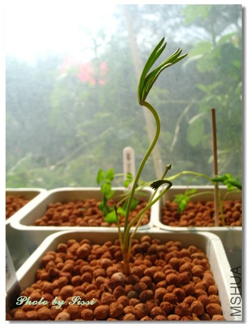 ���ⷢ�� �ֱ���ϲ������ �Ǻ�