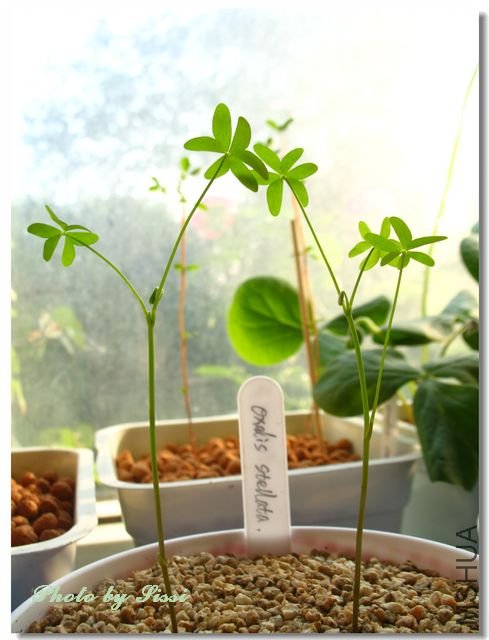 ���ǹ���