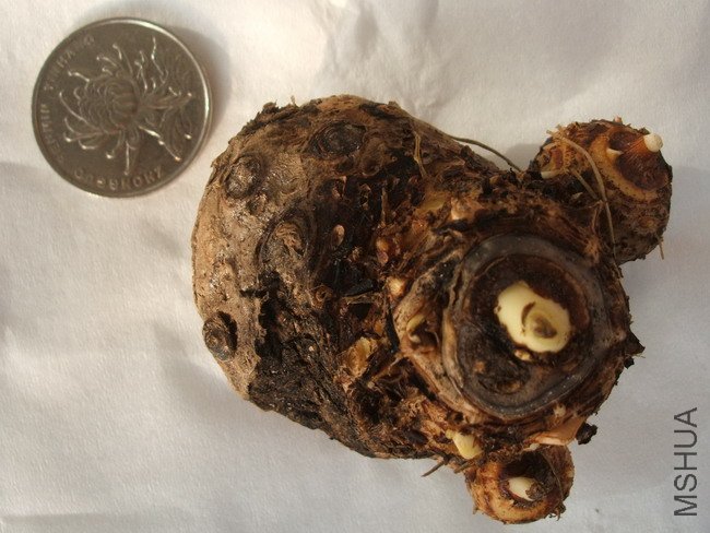 ���� DSCF2958.jpg