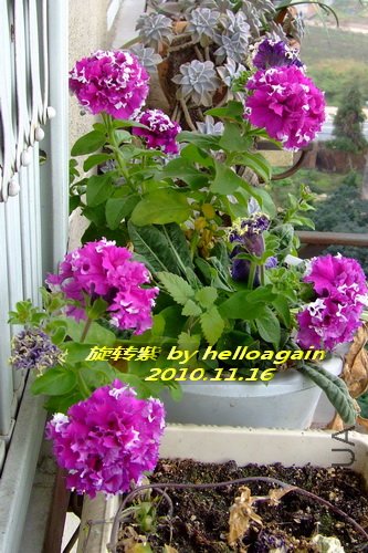 ��ת��2010��11��16�� 2.jpg