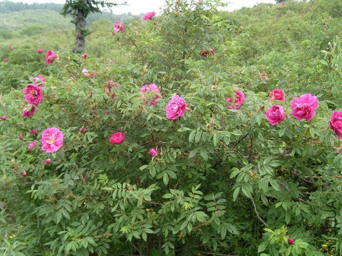 �ذ��õ��11 (1).jpg