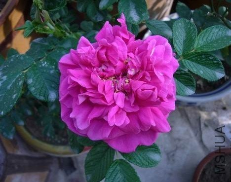 �ذ��õ��11 (4).jpg