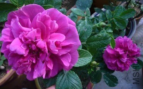 �ذ��õ��11 (2).jpg