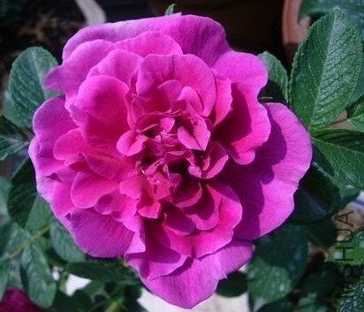 �ذ��õ��11 (3).jpg