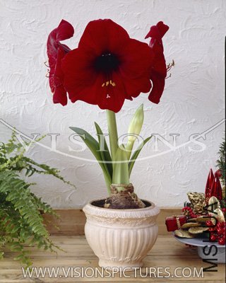 C07_Royal_Velvet___�����2.jpg
