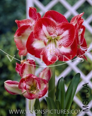 C05_Mambo_��������.jpg