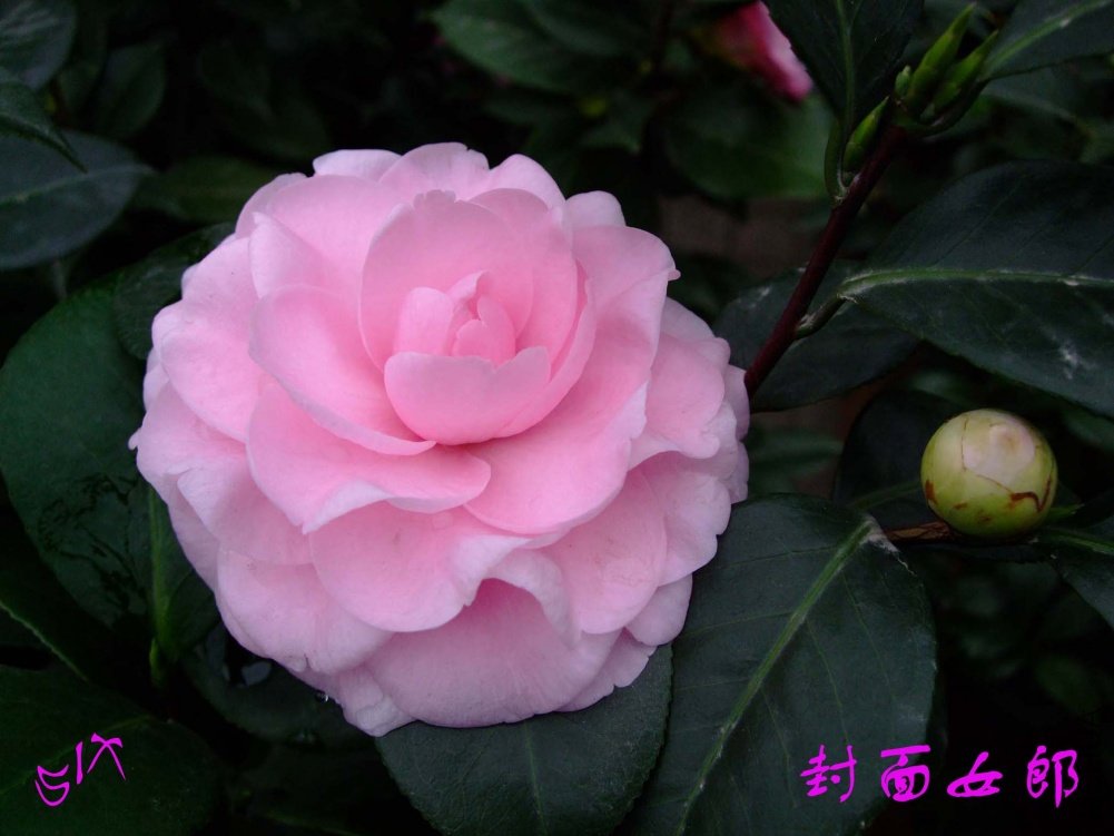 ����Ů�� 10-11-15(1).jpg