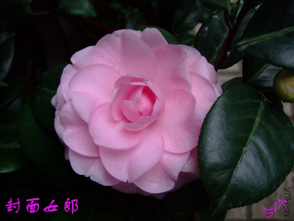 ����Ů�� 10-11-15(2).jpg