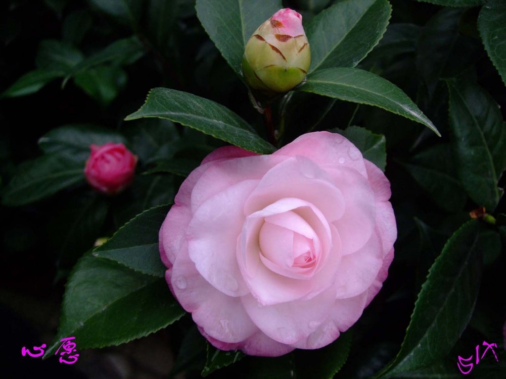 ��Ը10-11-15 (3).jpg