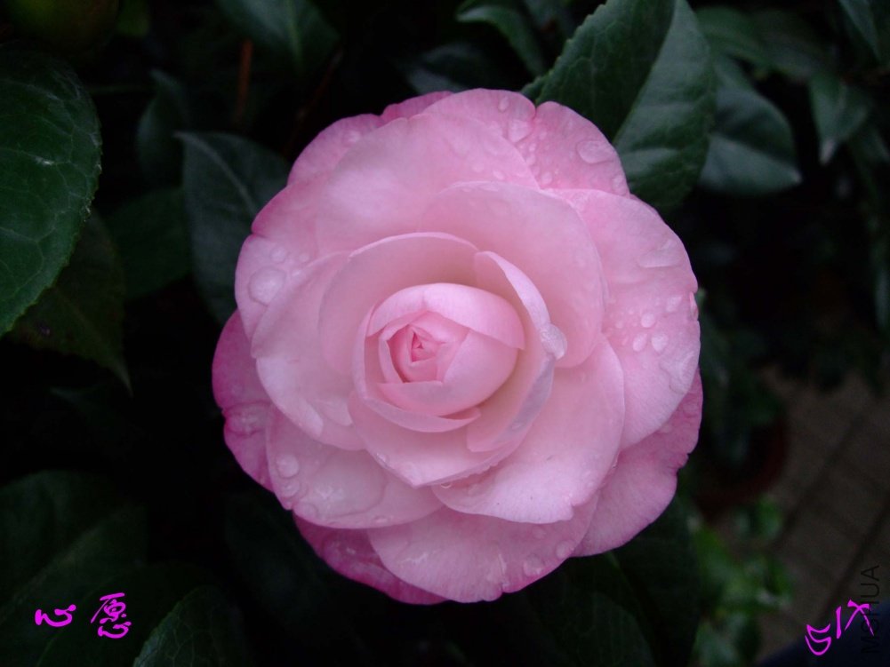 ��Ը10-11-15 (1).jpg