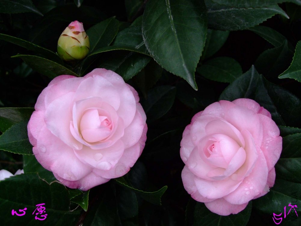 ��Ը10-11-15 (6).jpg