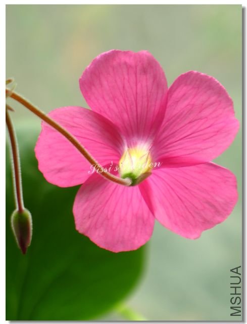 nEO_IMG_101017 078.jpg