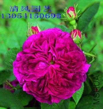 Charles de Mills1.jpg