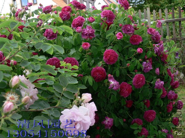 Charles de Mills3.jpg