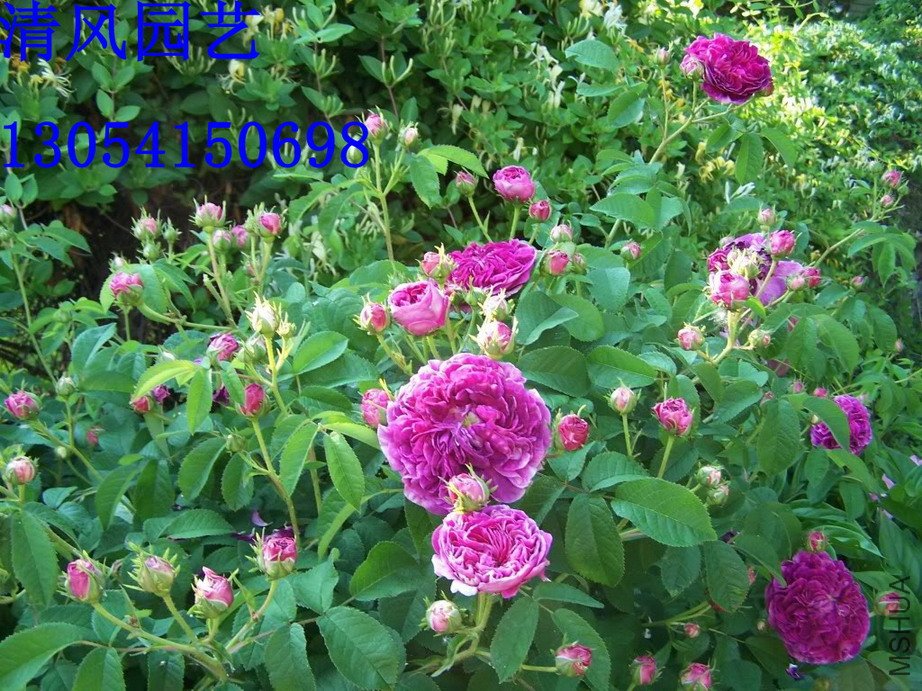 Charles de Mills4.jpg