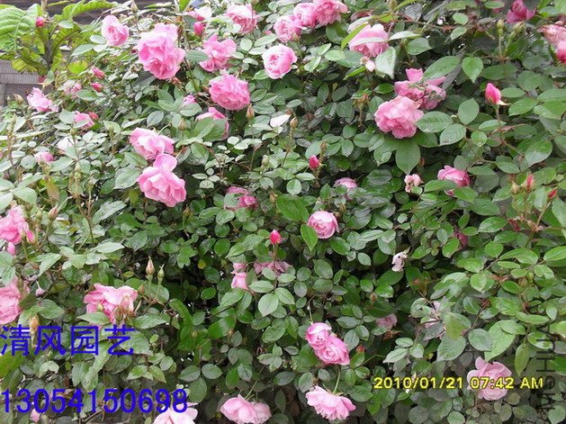 Ũ�����·�11 (5).jpg