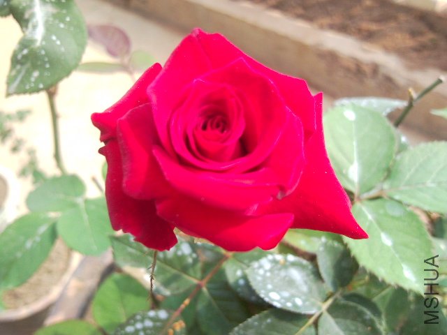 SNC00088.jpg