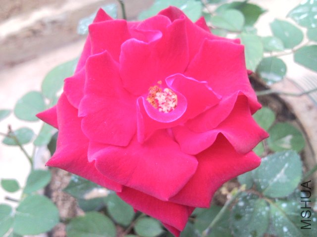 SNC00091.jpg