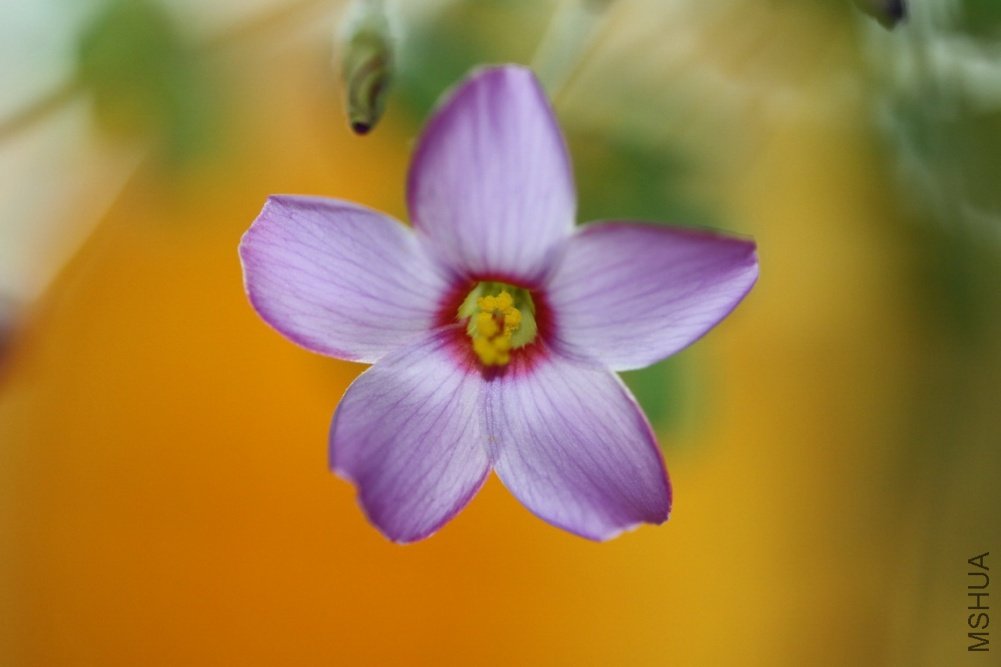 Oxalis Callosa
