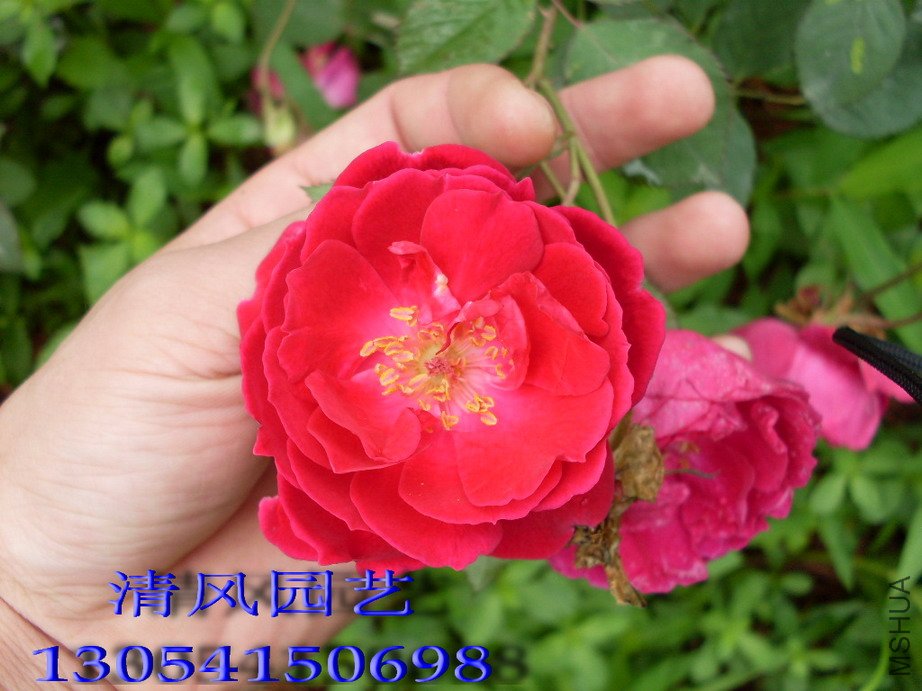 �����11 (1).jpg