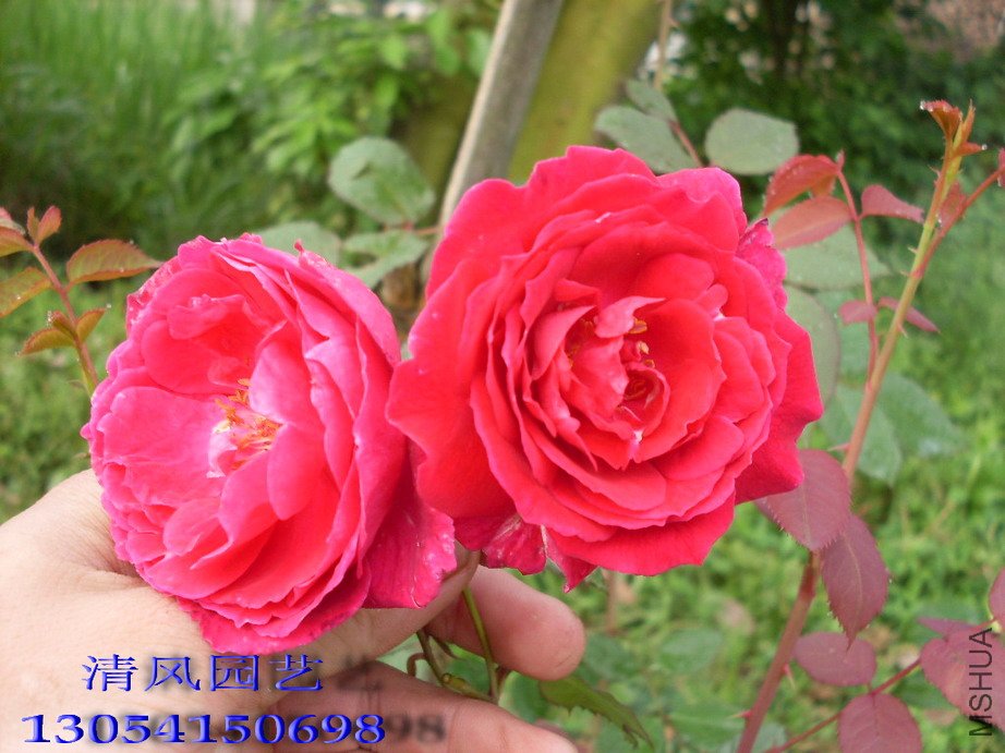 �����11 (2).jpg