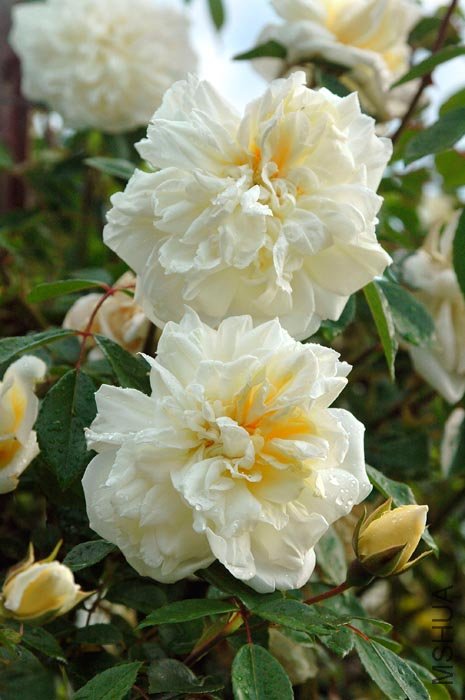 ������˰ͱȰ�õ�壨���������ALBERIC BARBIER��1.jpg