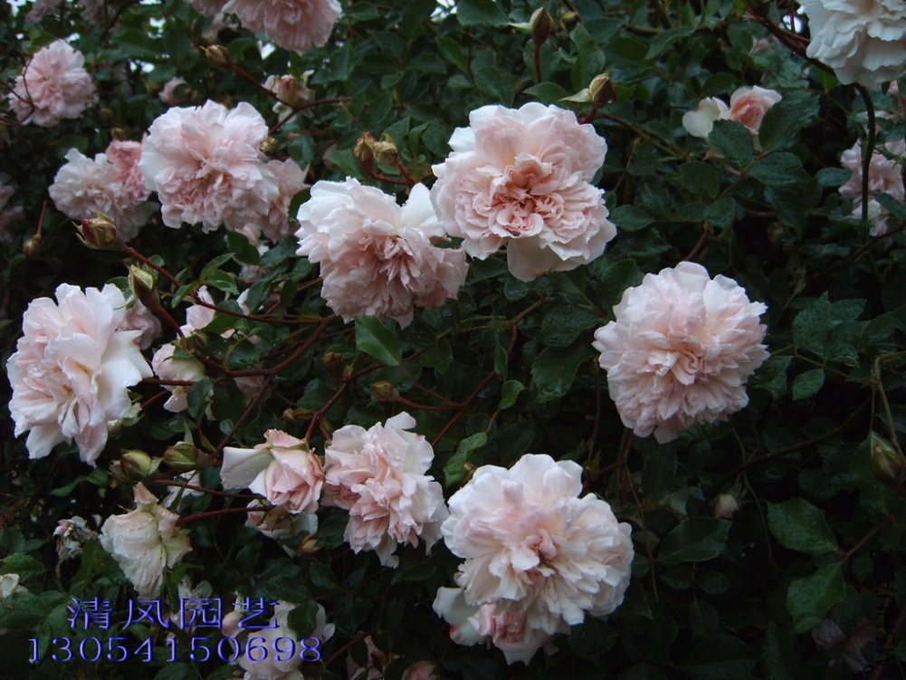 ��������.����ά����Francois juranville��1.jpg