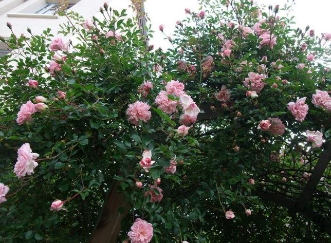 ��������.����ά����Francois juranville��1.jpg