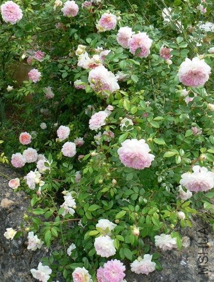 ��������.����ά����Francois juranville��.jpg